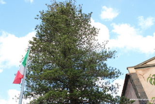 Araucaria villetta Caduti